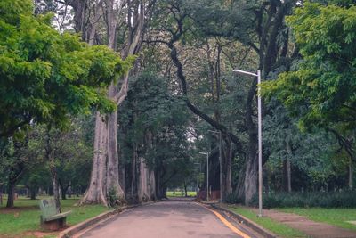 Empty road amidst trees in forest