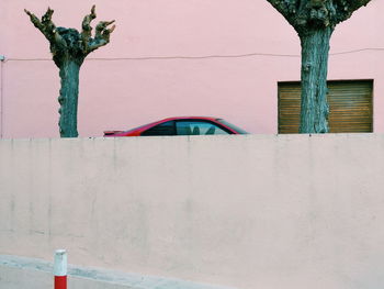 Bare trees by car and wall