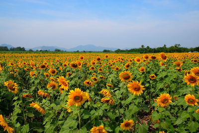 View of yellow flowers blooming in field