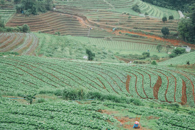 High angle view of agricultural field