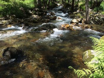 Stream flowing through forest