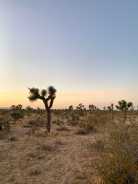 Joshua trees on field against clear sky during sunset