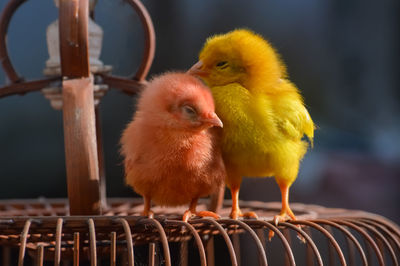 Close-up of cute chick