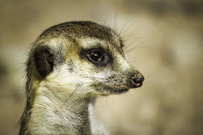 Close-up of meerkat