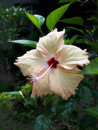 Close-up of white hibiscus blooming outdoors