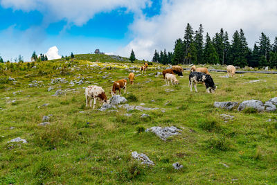 Horses on field against sky