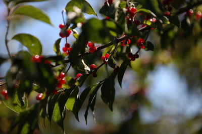 Close-up of red berries growing on tree