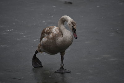 Duck on lake