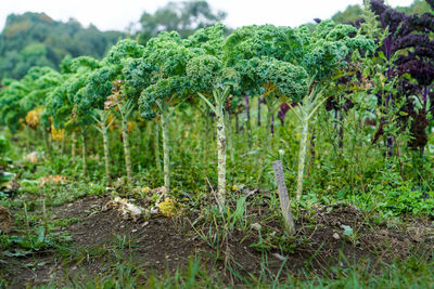 Plants growing on field