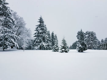 Snow covered pine trees against clear sky