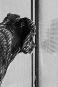 Close-up of dog looking through window