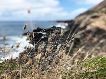 Close-up of dry plant on land against sea