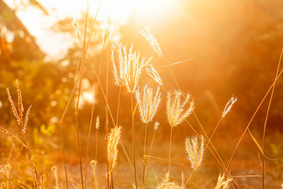 Close-up of stalks in field against bright sky