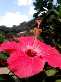 Close-up of pink hibiscus blooming outdoors