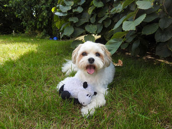 Portrait of dog on field