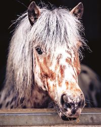 Close-up of a horse