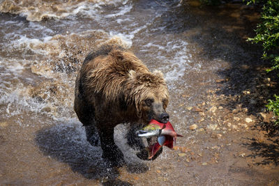 Big brown bear runs in shallow river and caught a king salmon