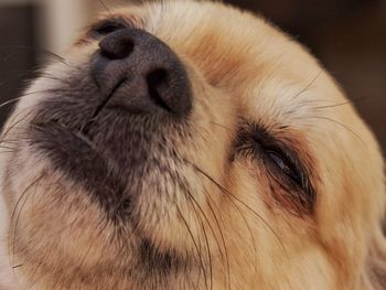 Close-up of dog head