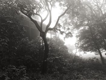 Low angle view of trees in forest