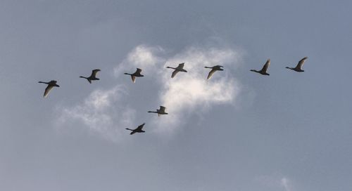 Low angle view of birds flying in sky