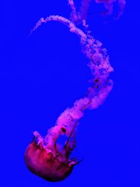 Close-up of jellyfish swimming in sea