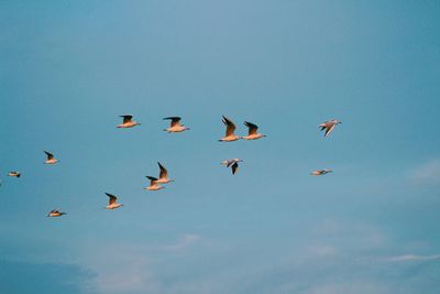 Low angle view of birds flying in the sky