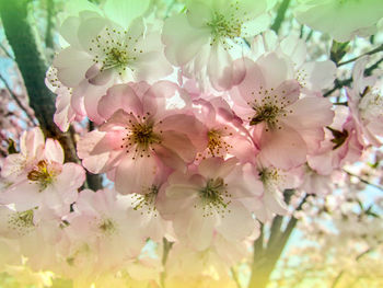 Close-up of pink cherry blossoms