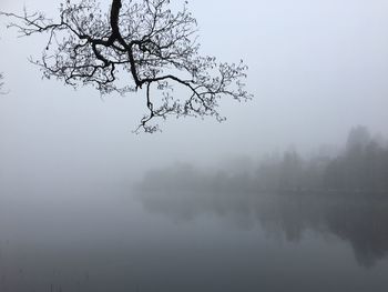 Reflection of tree in lake against sky during foggy weather