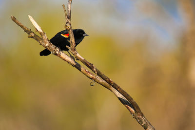 Close-up of bird perching on branch