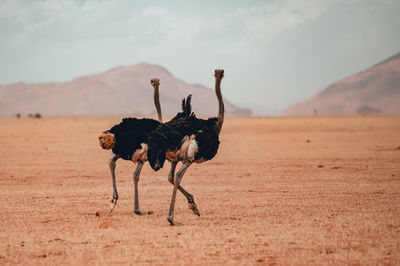 Two ostriches on a walk in the arid savannah.