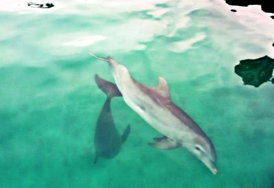 Close-up of fish swimming in sea