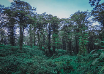 Trees in forest against sky