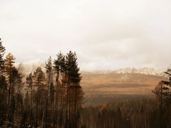 Scenic view of pine trees against sky