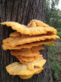 Close-up of mushroom growing on tree trunk