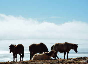 Horses on the beach