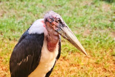 Close-up of a bird