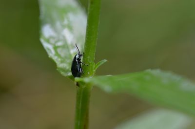 Close-up of insect on leaf