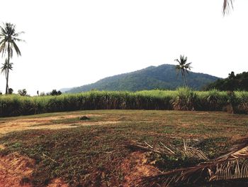 Scenic view of landscape against clear sky