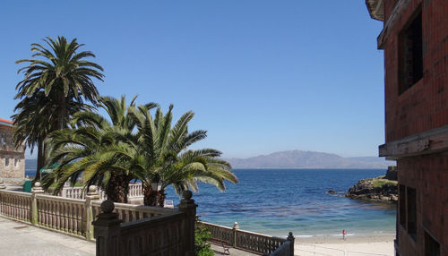 Palm trees by sea against clear sky