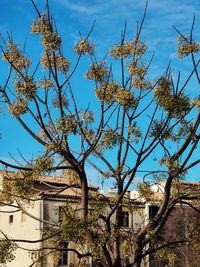 Low angle view of tree and building against sky