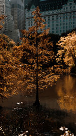 Trees by lake against buildings in city during autumn