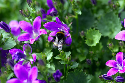 Close-up of bee pollinating on purple flower