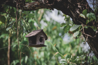 House squirrel on the tree