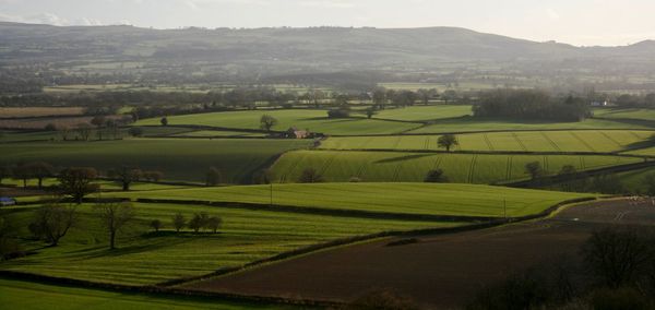 Scenic view of agricultural field