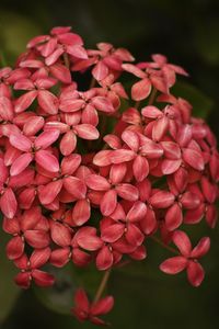 Close-up of pink flowering plants