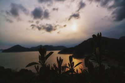 Silhouette plants by sea against sky during sunset