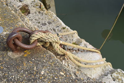 Close-up of lizard on rock