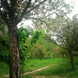 Trees on grassy field