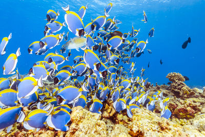 View of fishes swimming in sea