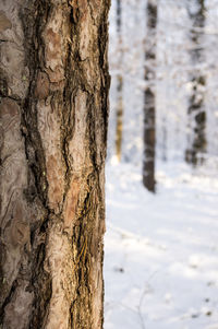 View of tree trunk